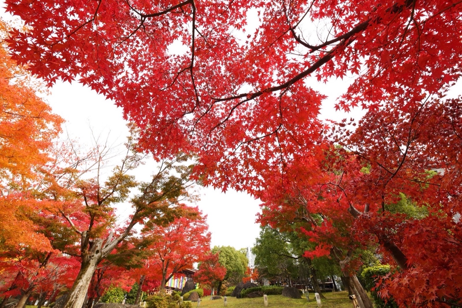 Chishaku-in Temple Autumn Leaves Kyoto