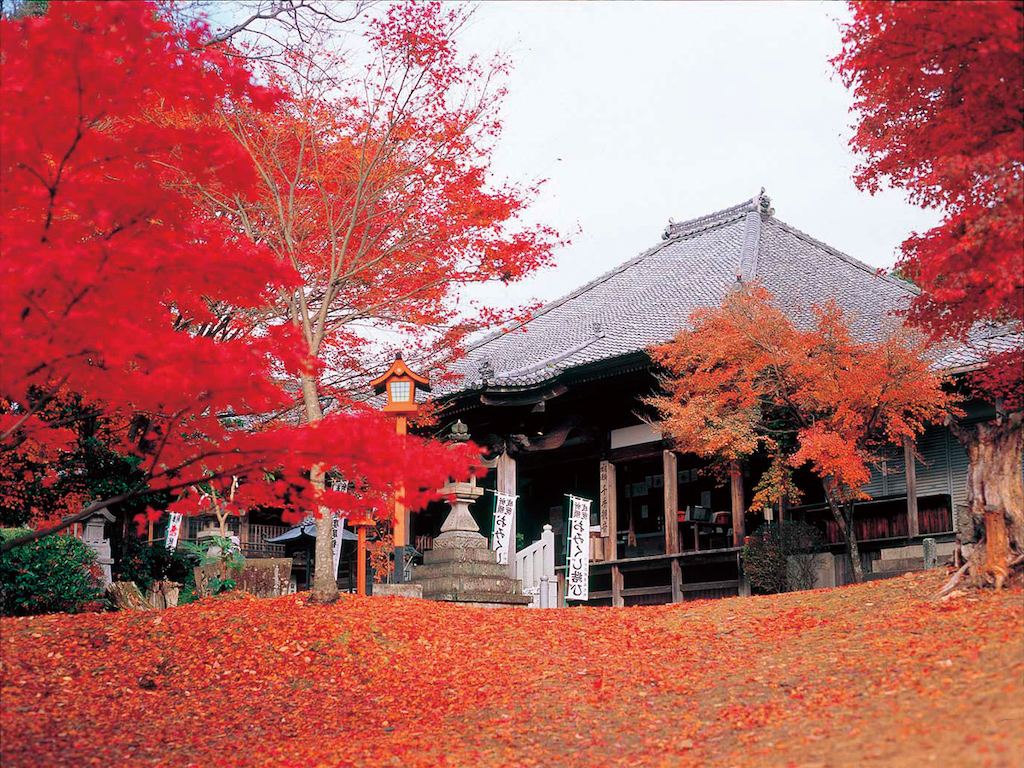Jakkoin Temple Autumn Leaves Inuyama Aichi